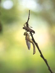 サラサヤンマ　羽化