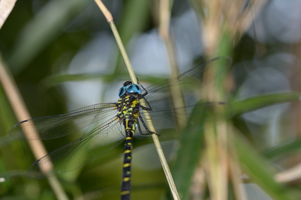 ヤブヤンマ