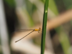 ヒヌマイトトンボ （♀）