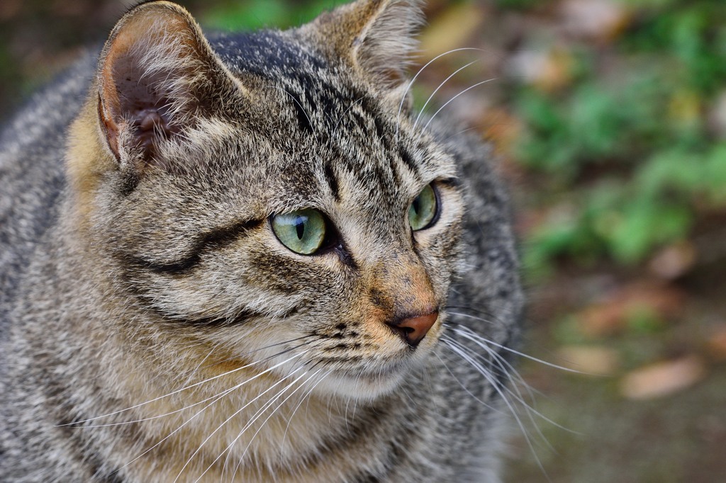 今日の友人（友猫？）