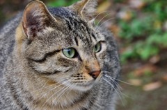 今日の友人（友猫？）