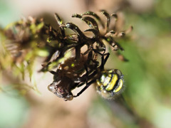 ムカシトンボ羽化　ヤゴと成虫の頭部の比較