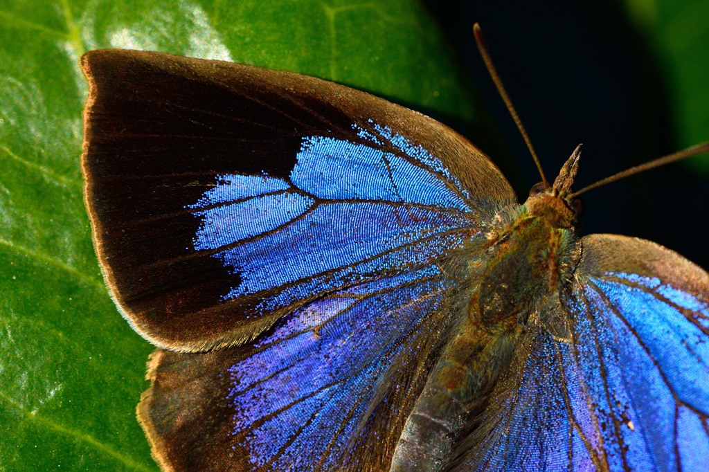 ムラサキシジミ