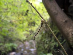 ヤンマタケ(ミルンヤンマに付いたもの)