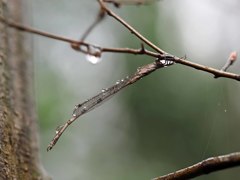 冬の雨の中で