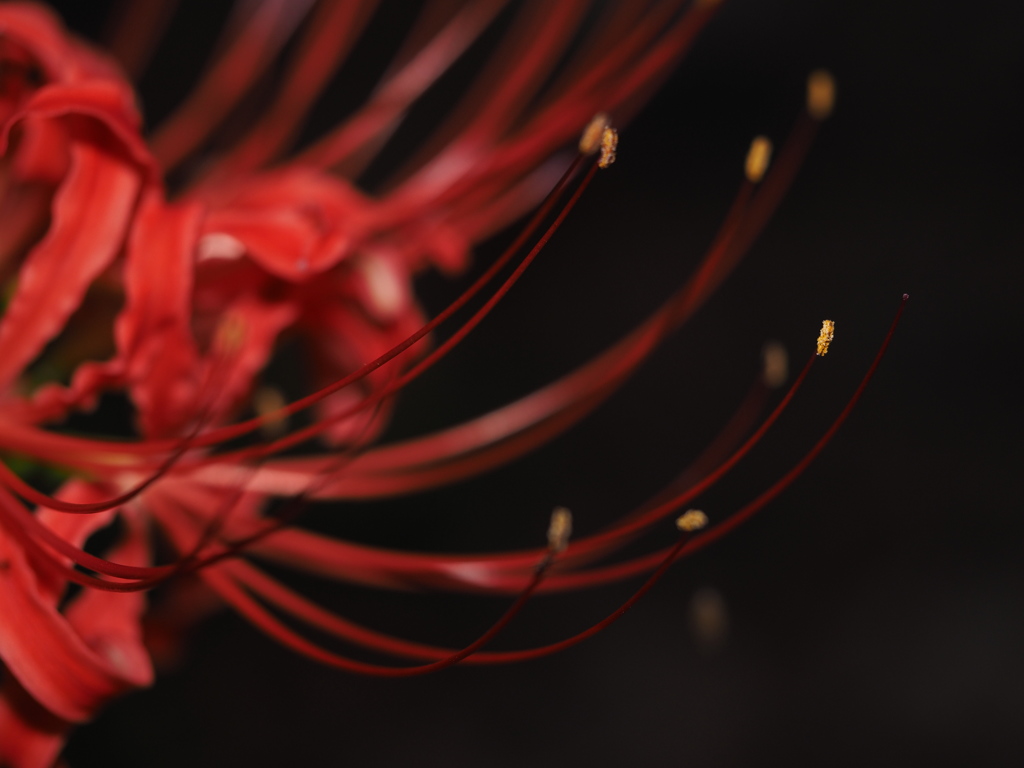 6の花