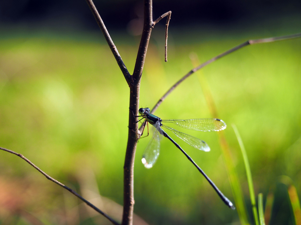 オオアオイトトンボ