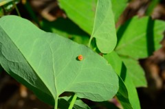 ウマノスズクサに産み付けられたジャコウアゲハの卵