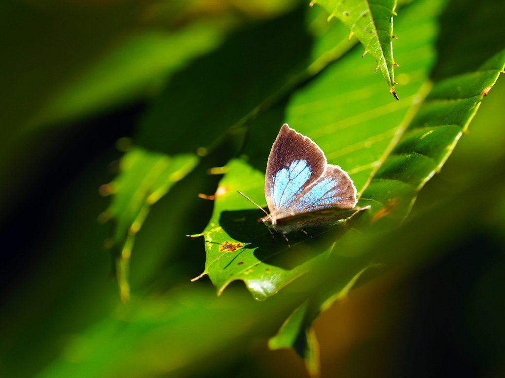 やっと出会えたルーミスシジミ