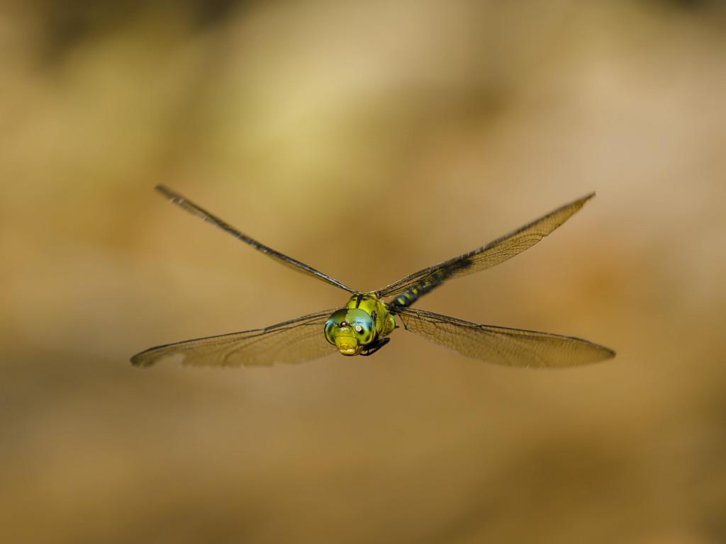 カトリヤンマ（♂）ホバリング-5