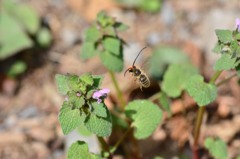 ニッポンヒゲナガハナバチ