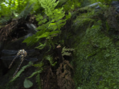 ムカシトンボ オス同士のバトル-2