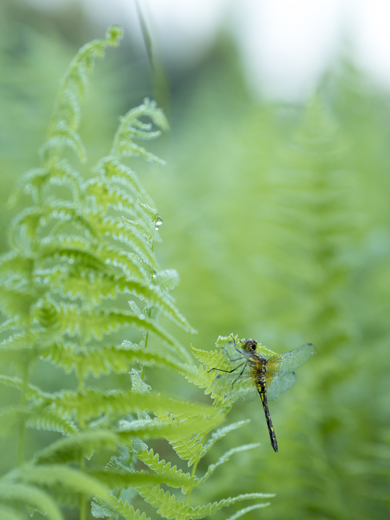 マダラナニワトンボ 羽化後