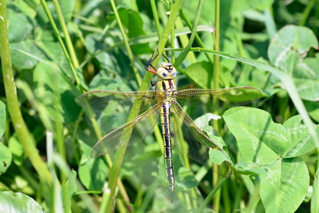 アオヤンマ（♀）