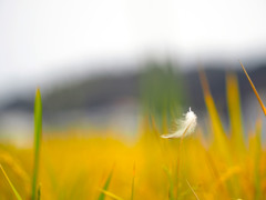 渡り鳥の忘れ物