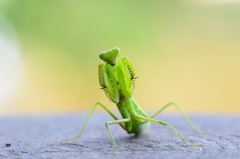 ハラビロカマキリ