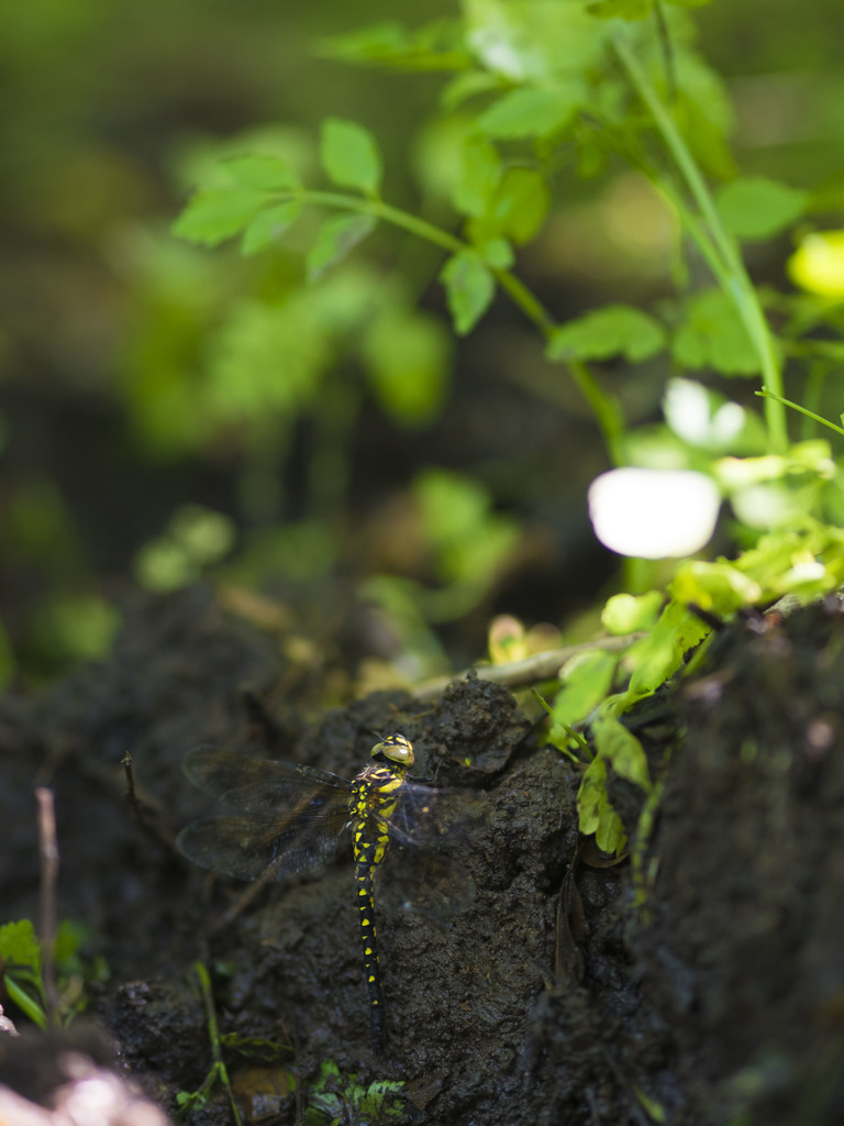 サラサヤンマ　産卵
