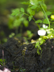 サラサヤンマ　産卵