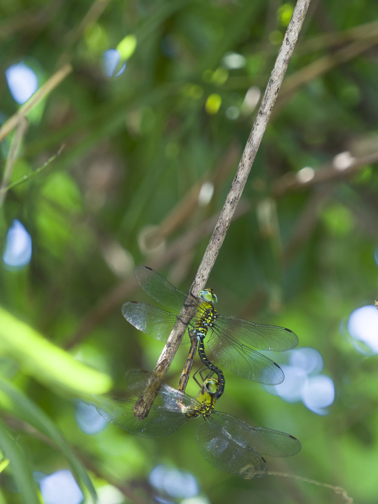 カトリヤンマ交尾態
