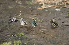 ナミアゲハ　吸水中