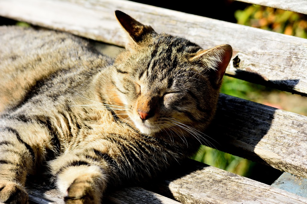 この時だけ猫になりたい