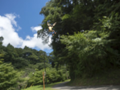 クルマバッタ　飛翔