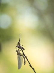 サラサヤンマ 羽化
