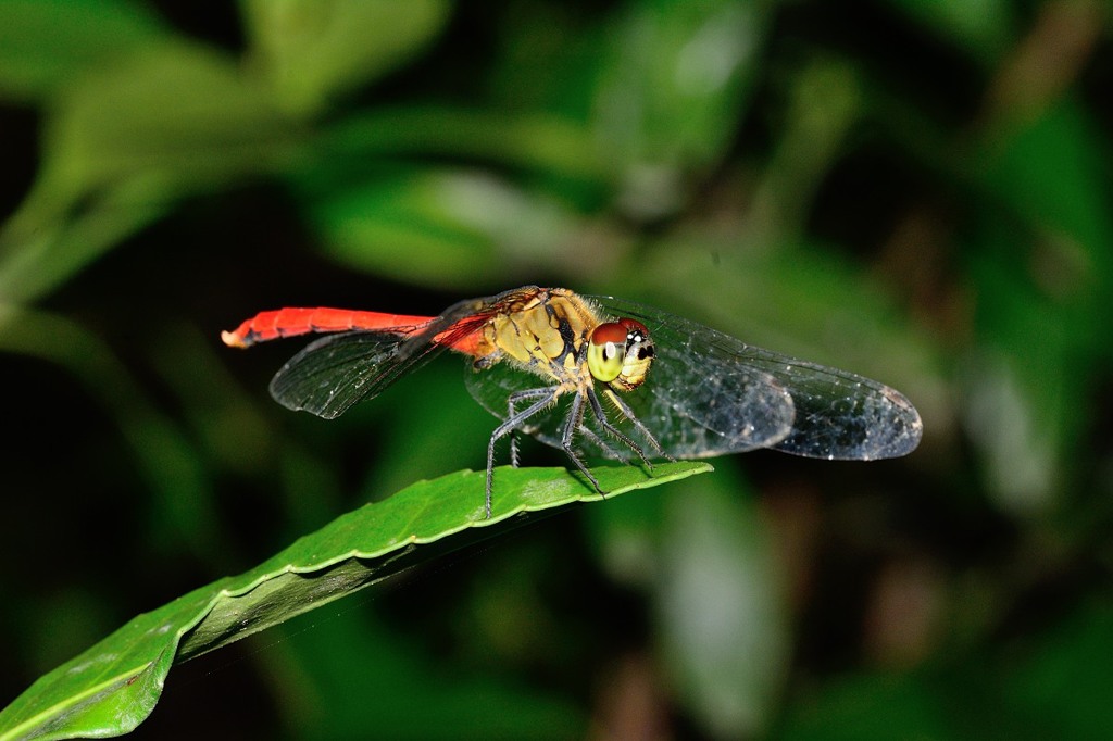 マユタテアカネ