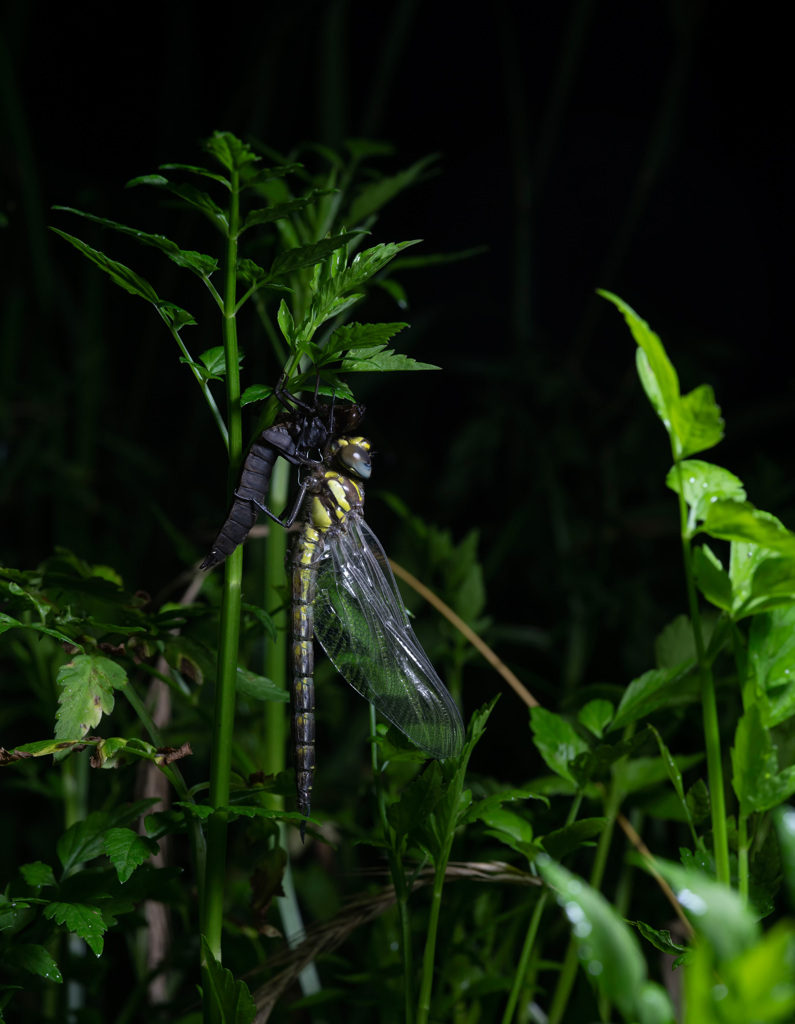 ネアカヨシヤンマ（♂）羽化