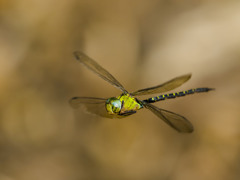 カトリヤンマ（♂）ホバリング-4