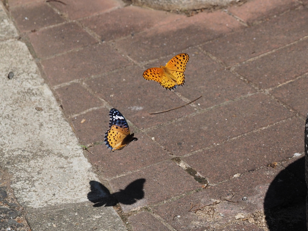 ツマグロヒョウモン