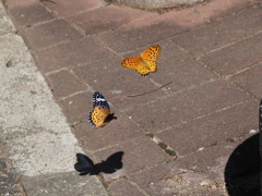 ツマグロヒョウモン