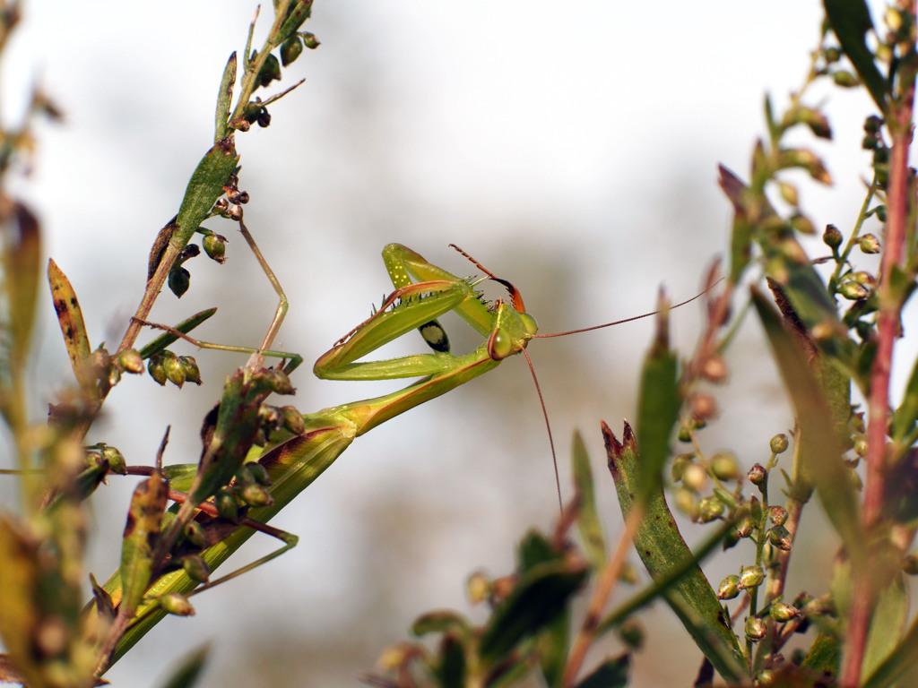 ウスバカマキリ