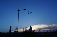 夕暮れのトンボ
