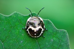 アカスジキンカメムシ　5齢幼虫