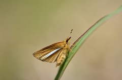 ギンイチモンジセセリ