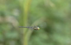 カトリヤンマ ホバリング-2