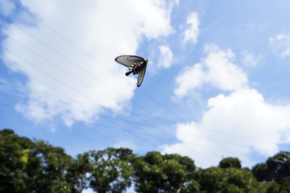 ジャコウアゲハ（♀）-2