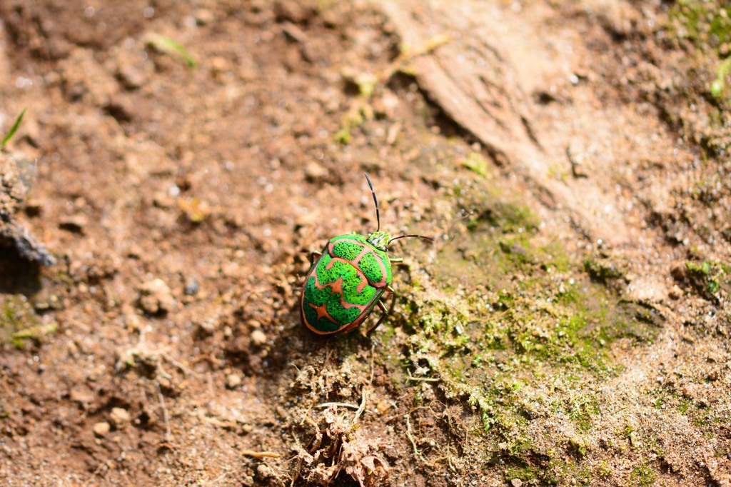 アカスジキンカメムシ　成虫