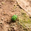 アカスジキンカメムシ　成虫