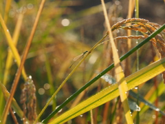 アジアイトトンボ