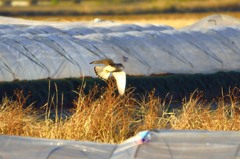 チョウゲンボウ（証拠写真程度）