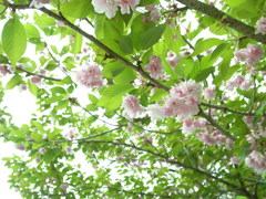 flower*