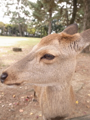 あっぷ*