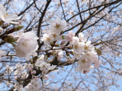 桜*