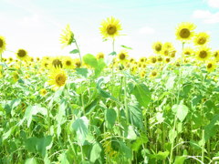 ひまわり*