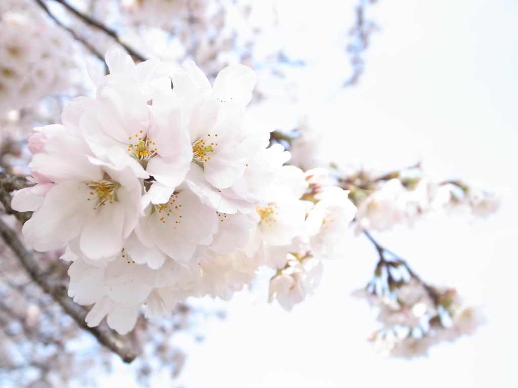sakura*