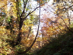 秋の森*