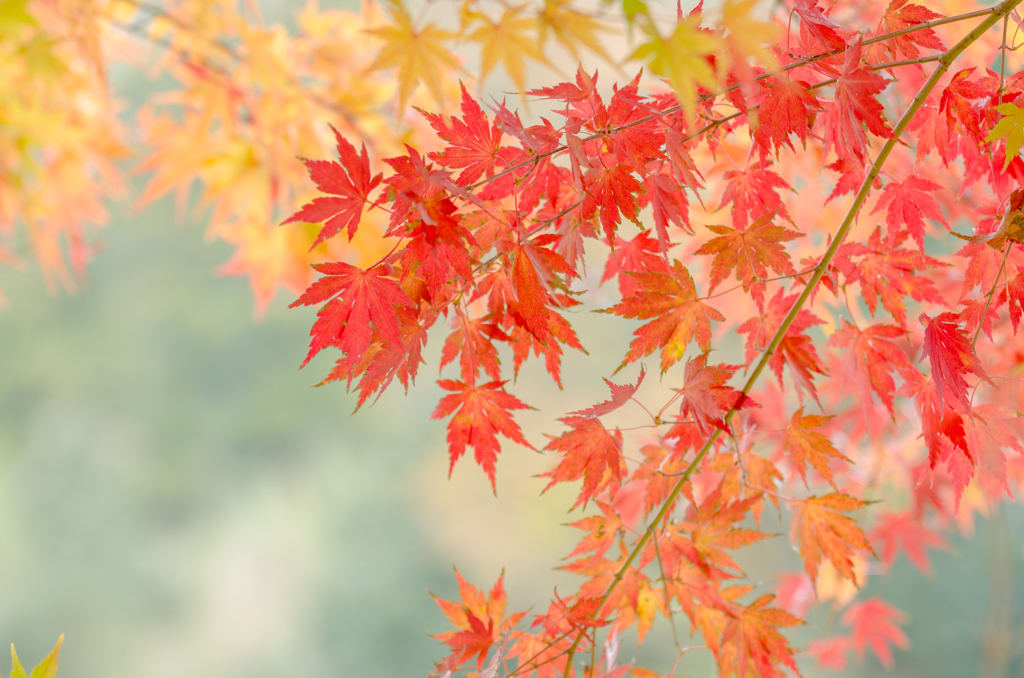 木枯らしの後で