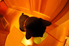 Fish eye 1